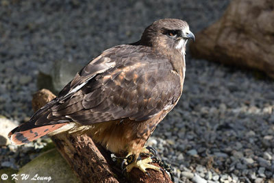 Red-tailed hawk DSC_3675
