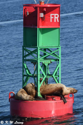 Sea lions on a buoy DSC_4138