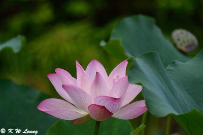 Lotus DSC_3577