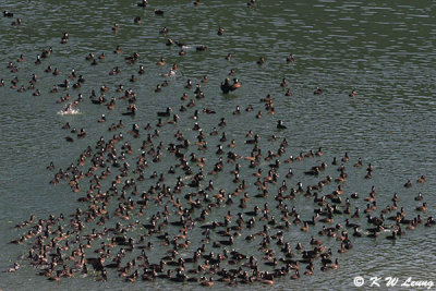 Surf Scoters DSC_4271