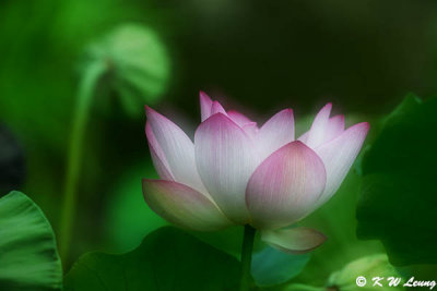 Lotus DSC_3579