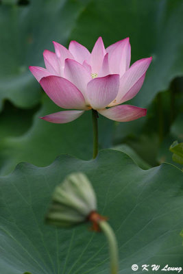 Lotus_DSC_3592