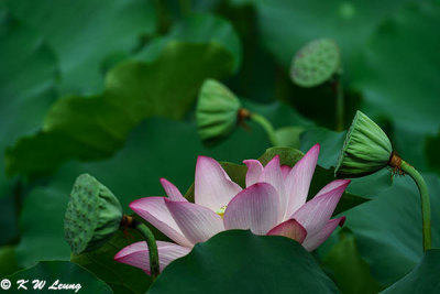 Lotus DSC_3607