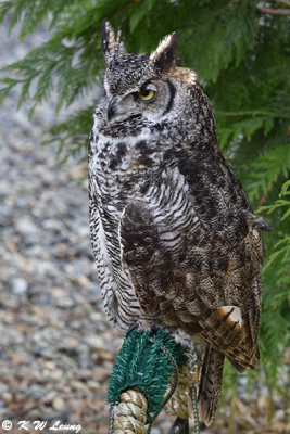 Western screech owl DSC_3718