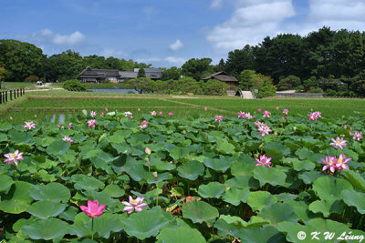 Lotus covered pond DSC_6868