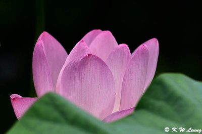 Lotus DSC_7232