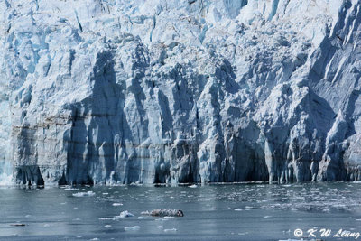 Grand Pacific Glacier DSC_4812