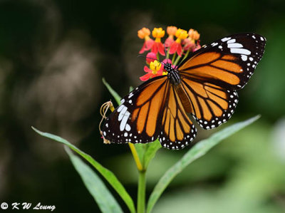 Danaus genutia DSC_7590