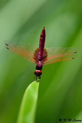 Trithemis aurora DSC_5285