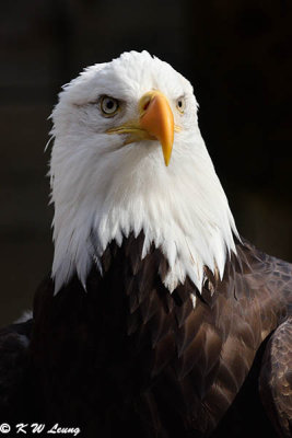 Bald eagle DSC_3710