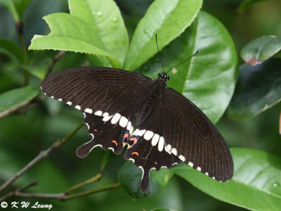 Papilio polytes DSC_1180