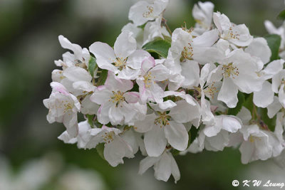 Cherry blossom DSC_5378
