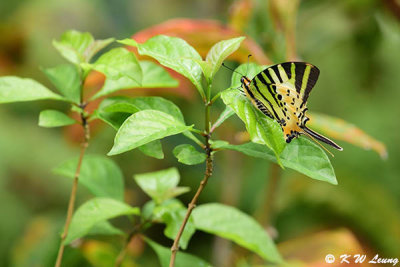 Pathysa antiphates DSC_9600