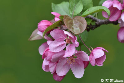 Cherry blossom DSC_5824