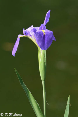 Iris DSC_8698