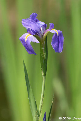 Iris DSC_8686