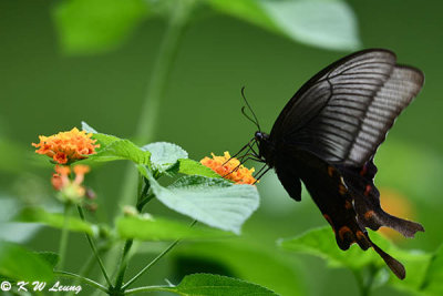 Papilio bianor DSC_1080