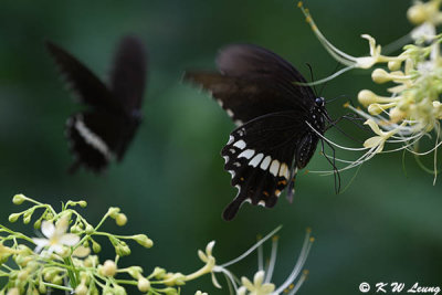 Papilio polytes DSC_1199
