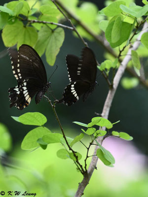 Papilio polytes DSC_1438