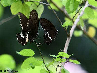 Papilio polytes DSC_1435