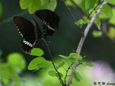 Papilio polytes DSC_1428