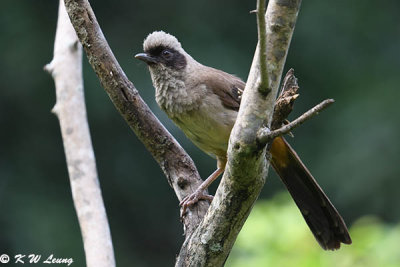 Masked Laughingthrush DSC_1472