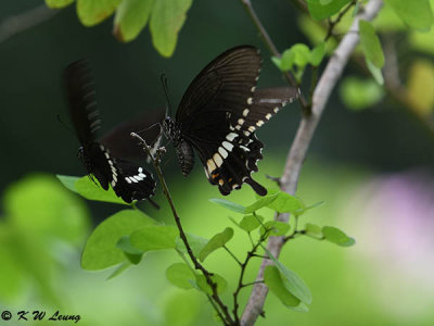 Papilio polytes DSC_1224