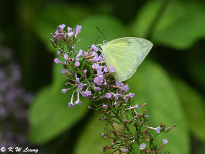 Catopsilia pomona (遷粉蝶)
