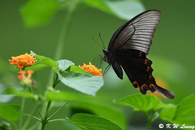 Papilio bianor DSC_1077