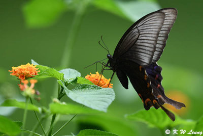 Papilio bianor DSC_1081