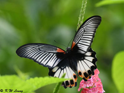 Papilio memnon DSC_3005