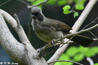 Masked Laughingthrush DSC_2930