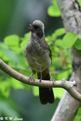 Masked Laughingthrush DSC_2918