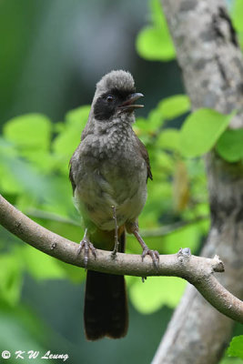 Masked Laughingthrush DSC_2917