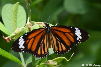 Danaus genutia DSC_3031