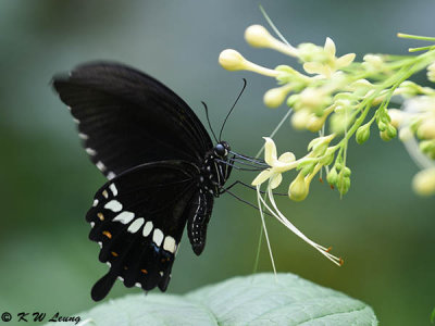 Papilio polytes DSC_1175