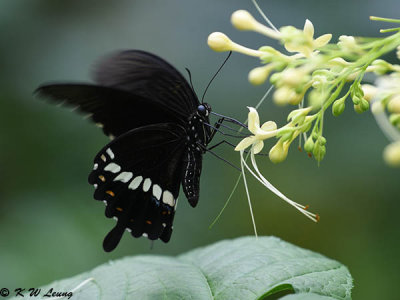 Papilio polytes DSC_1173
