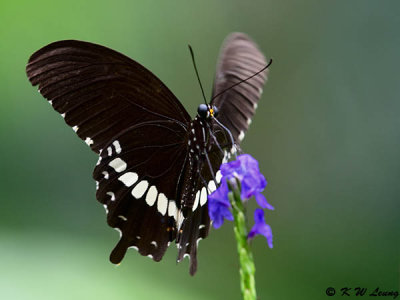 Papilio polytes DSC_3347