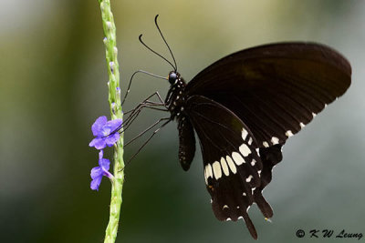 Papilio polytes DSC_3309