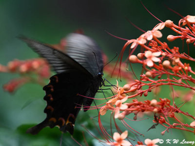 Papilio bianor DSC_1052