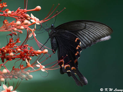 Papilio bianor DSC_1045
