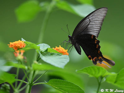 Papilio bianor DSC_1076