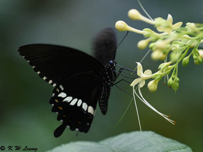 Papilio polytes DSC_1172