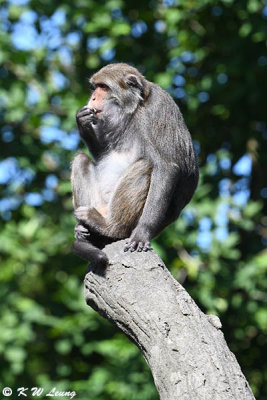 Formosan rock macaque DSC_3794