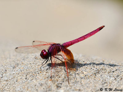 Trithemis aurora DSC_4453