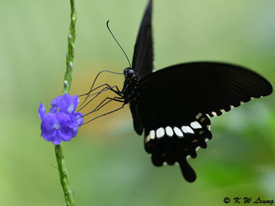Papilio_polytes DSC_4481