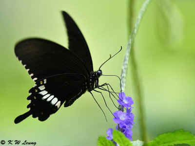 Papilio polytes DSC_4513