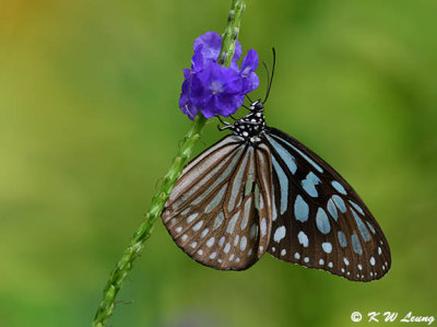 Ideopsis similis DSC_4296 