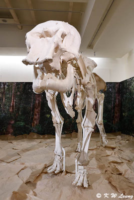 Skeleton of asian elephant DSC_3409
