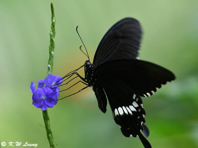 Papilio polytes DSC_4482